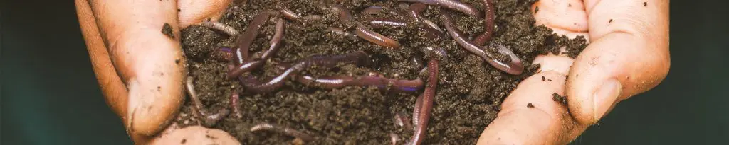 Learn how to do your own composting — whether you live in the city or suburbs.